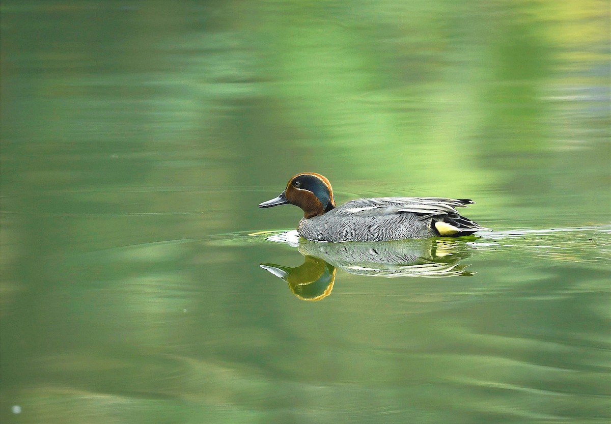 Green-winged Teal - Lakpa Tenzing Sherpa