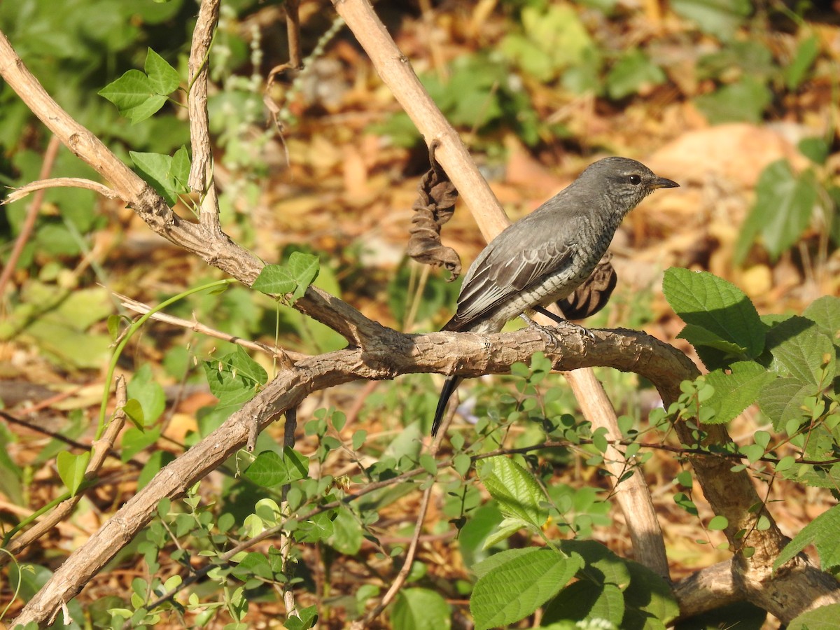 Black-headed Cuckooshrike - dineshbharath kv