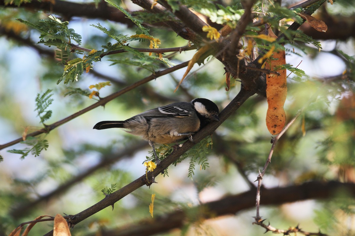 Somali Tit - ML614984348