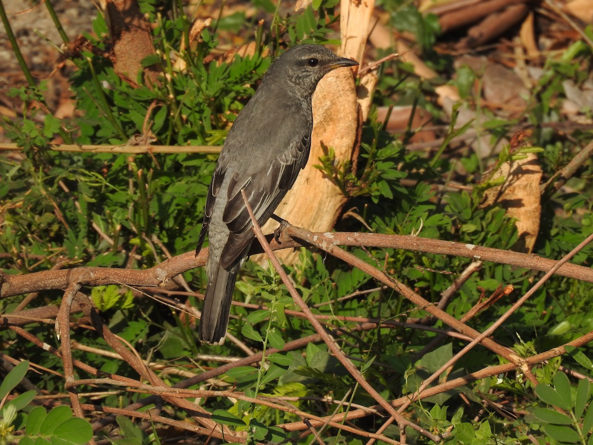 Black-headed Cuckooshrike - dineshbharath kv