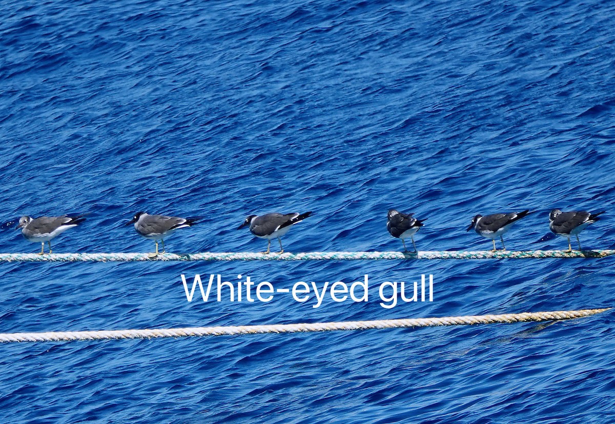White-eyed Gull - Frank Wang