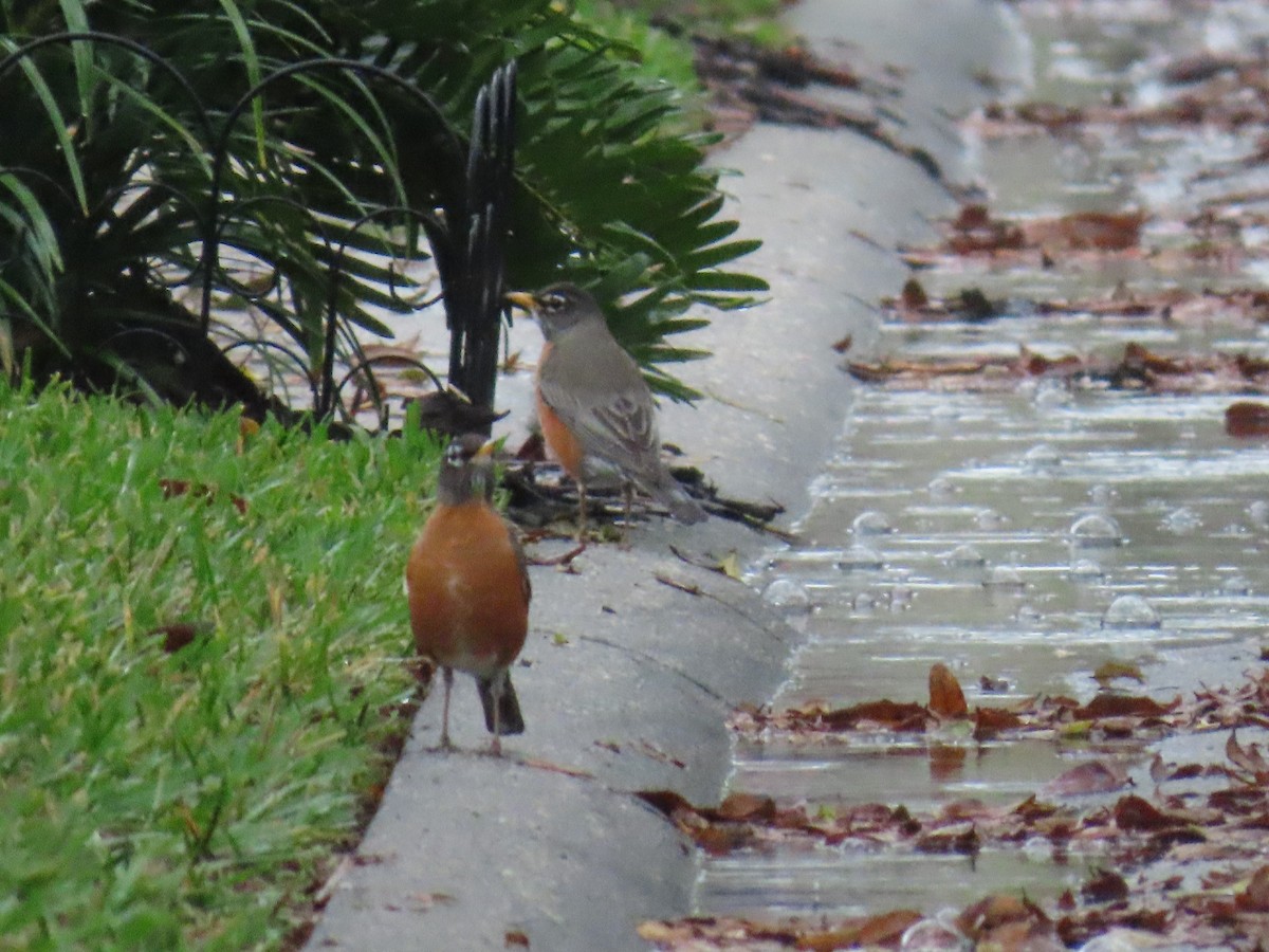 American Robin - ML614984365