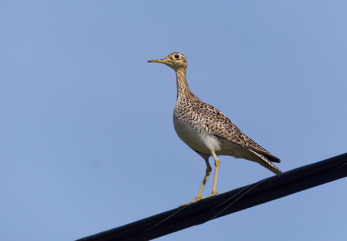 Upland Sandpiper - ML614984374