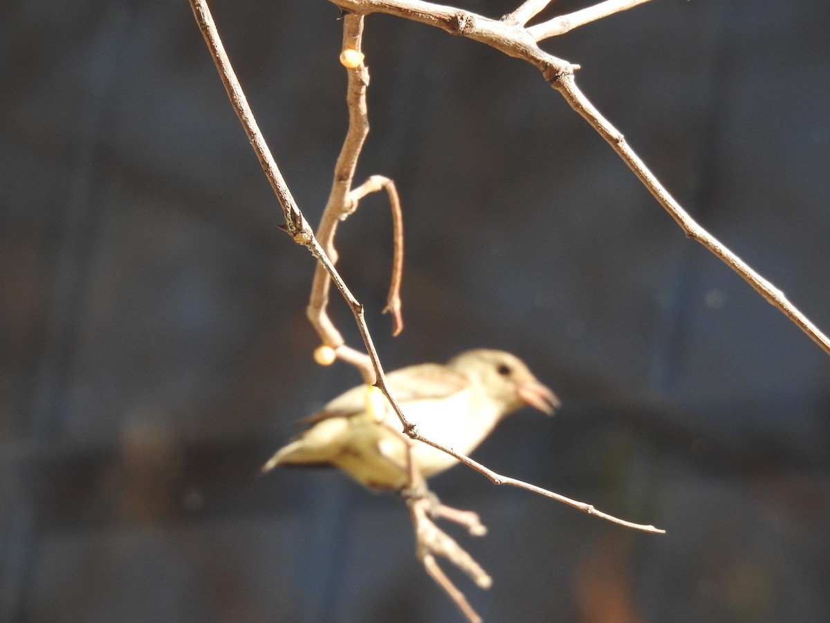 Pale-billed Flowerpecker - dineshbharath kv