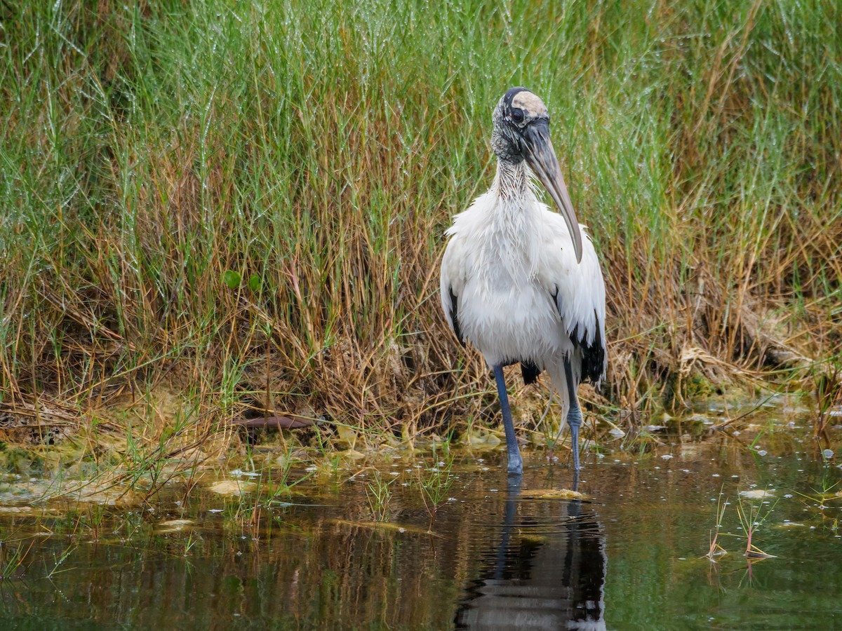 Wood Stork - ML614984387