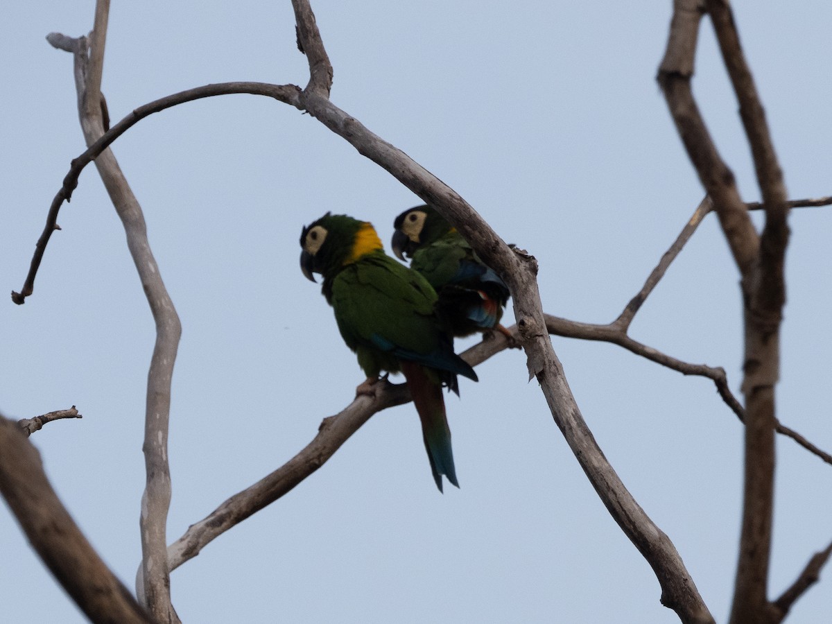 Yellow-collared Macaw - Zaine mohamed