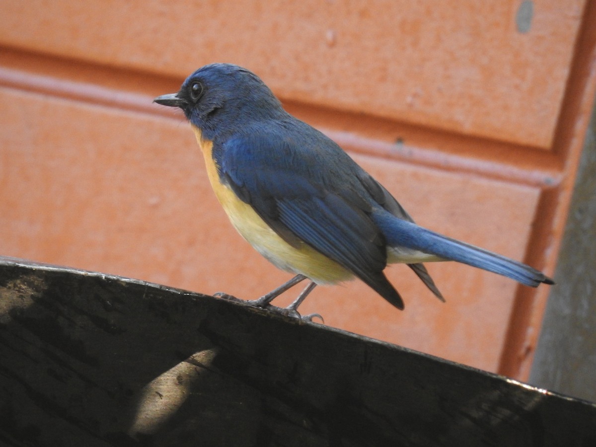 Tickell's Blue Flycatcher - dineshbharath kv