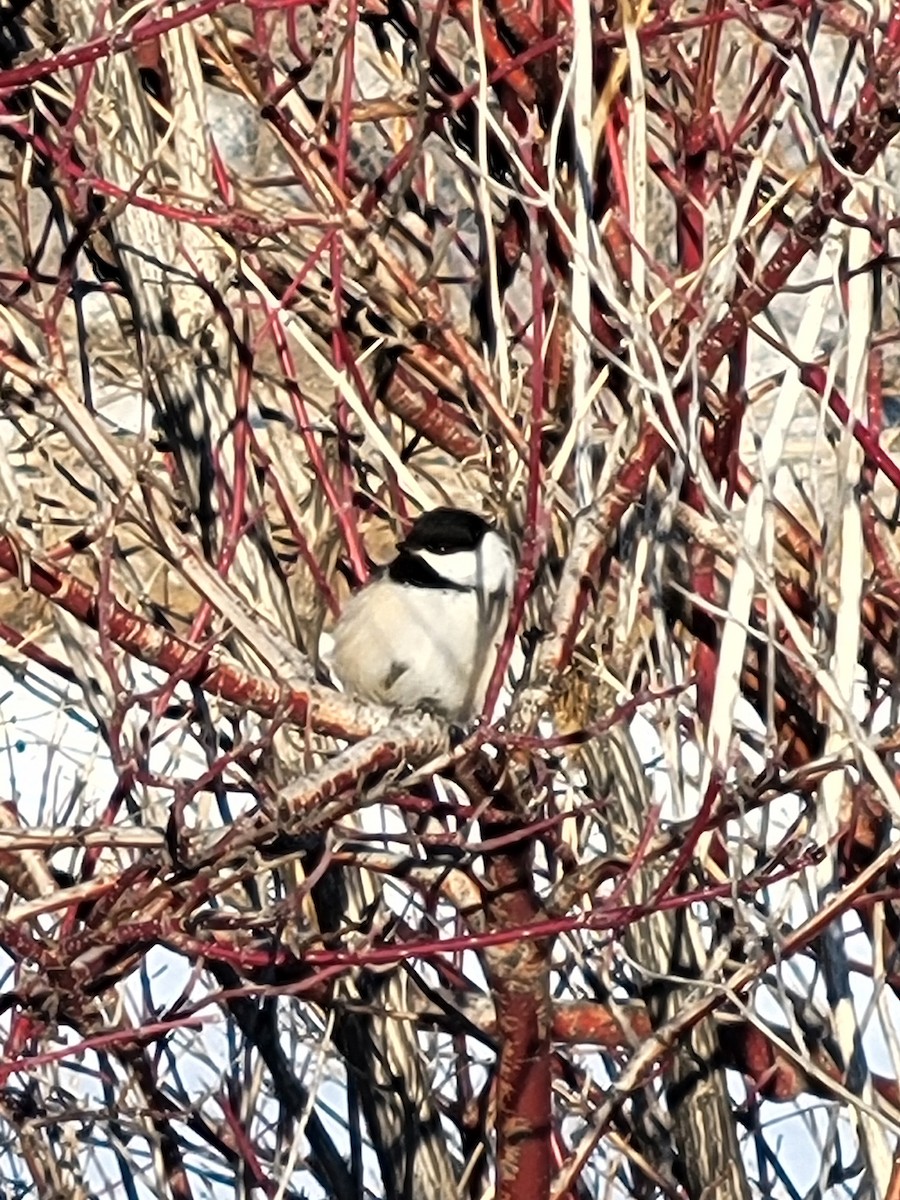 Black-capped Chickadee - ML614984412