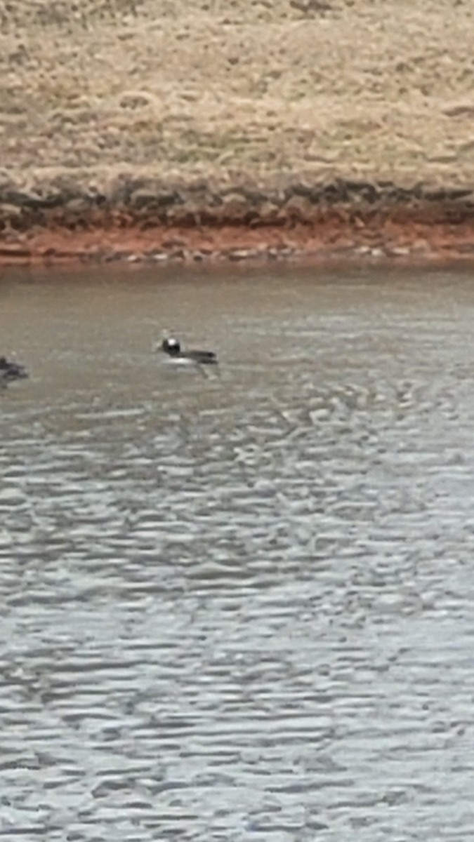 Hooded Merganser - Trisha Taylor