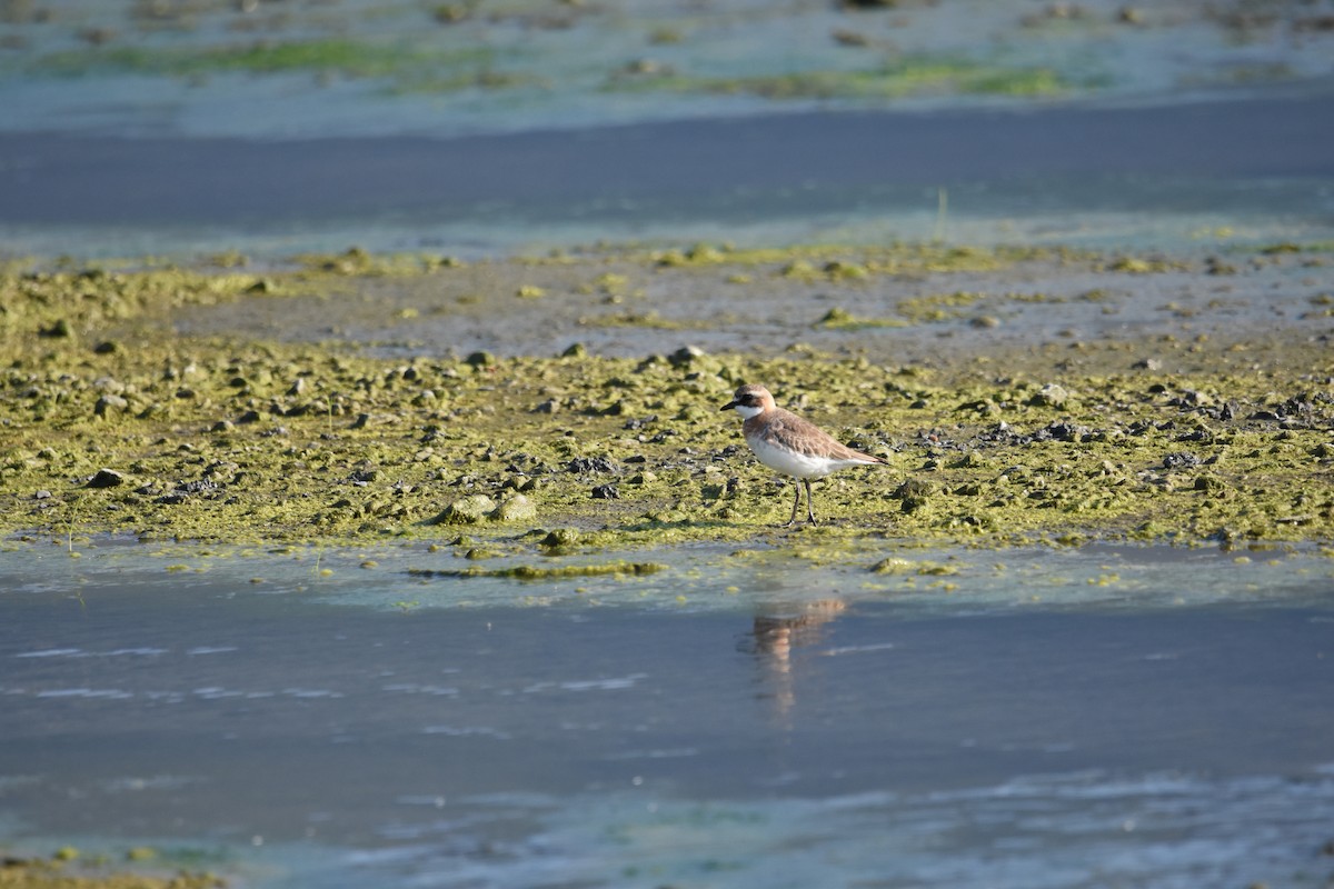 Siberian Sand-Plover - ML614984442