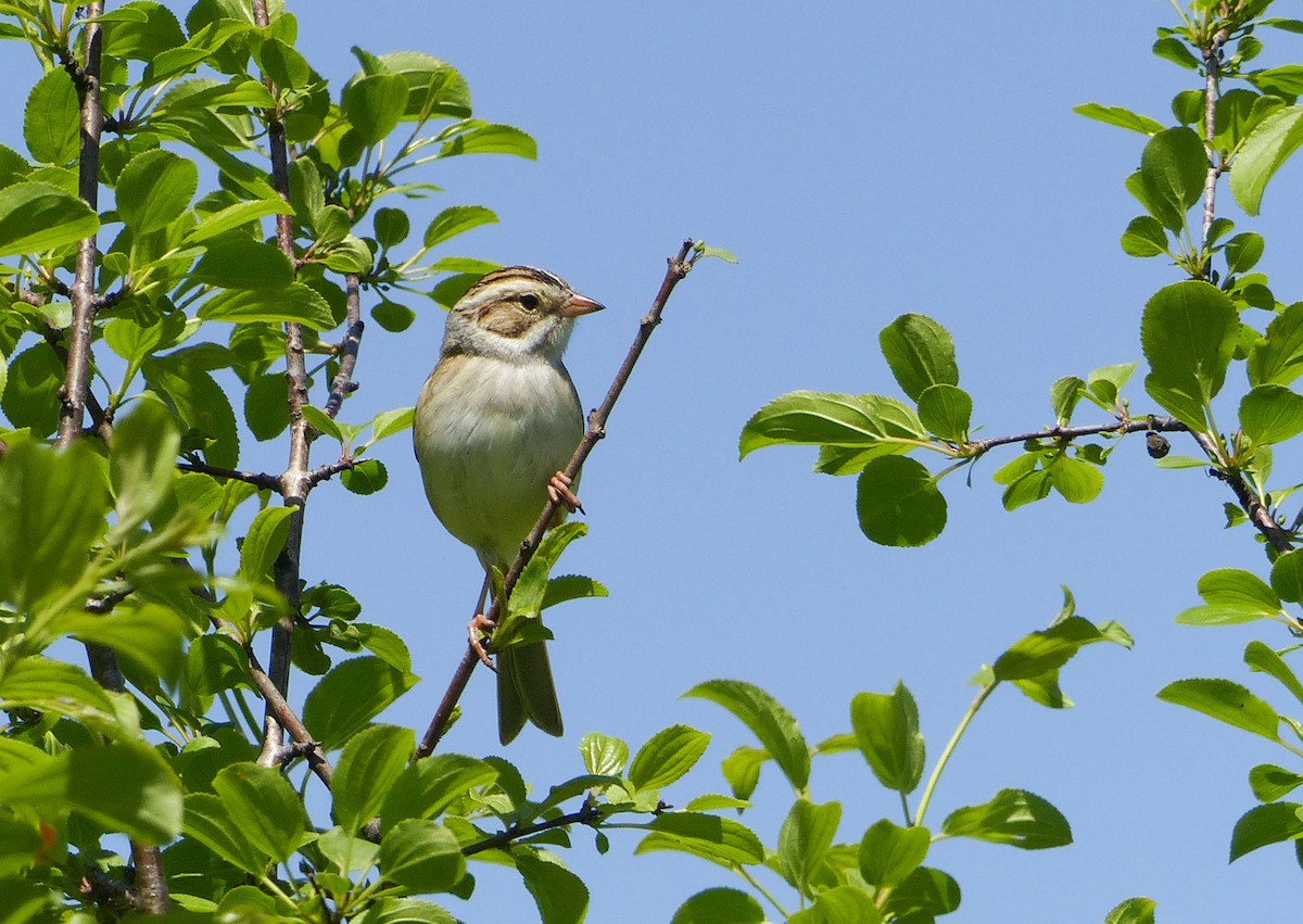 Clay-colored Sparrow - ML614984456
