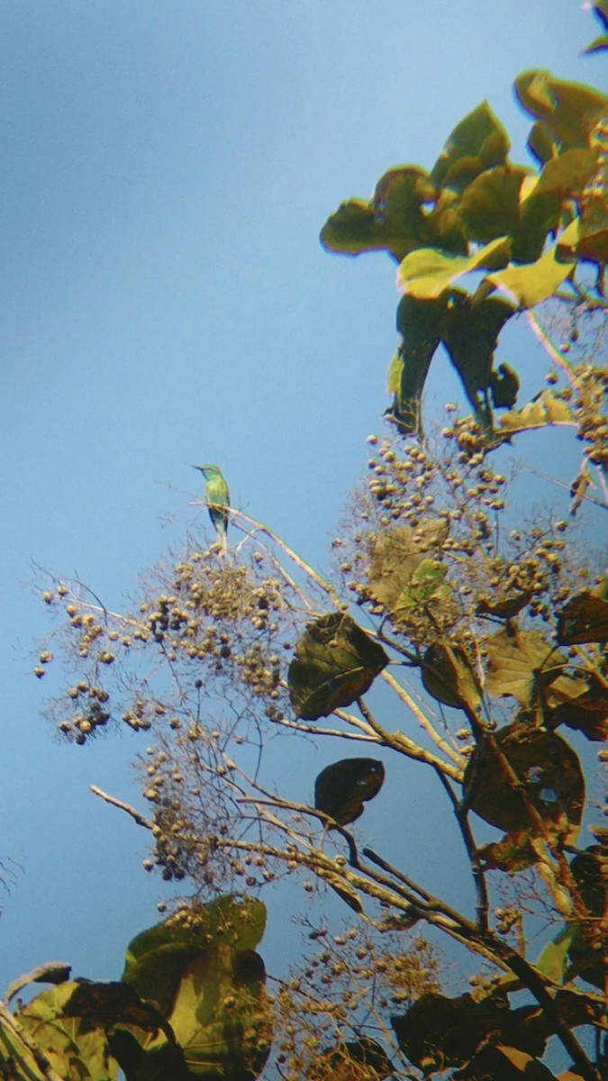 Asian Green Bee-eater - ML614984476