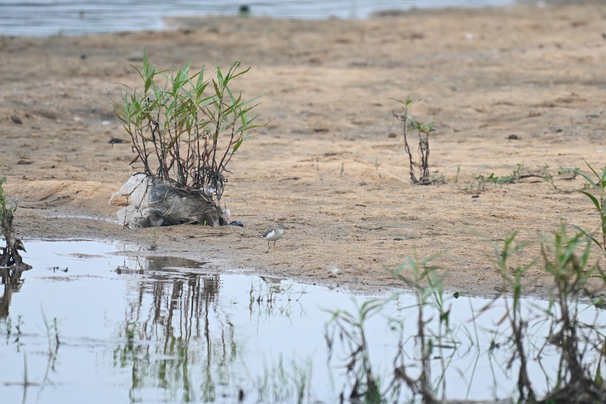 Common Sandpiper - ML614984507