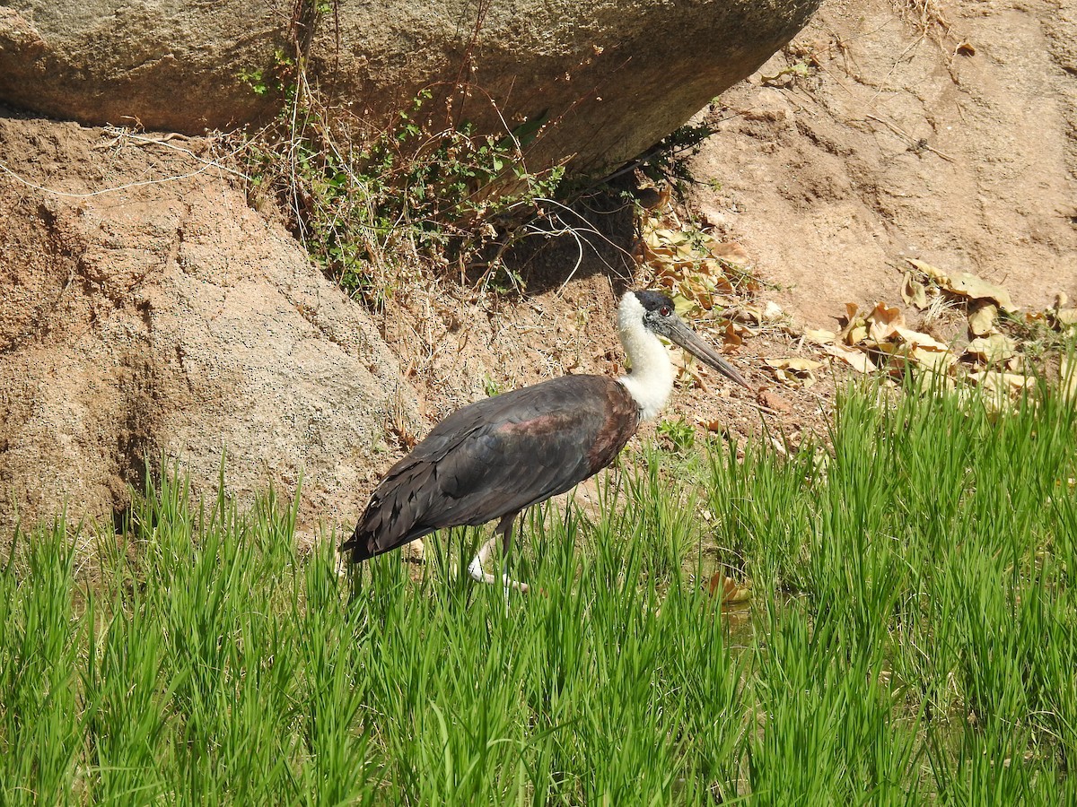 Asian Woolly-necked Stork - ML614984510
