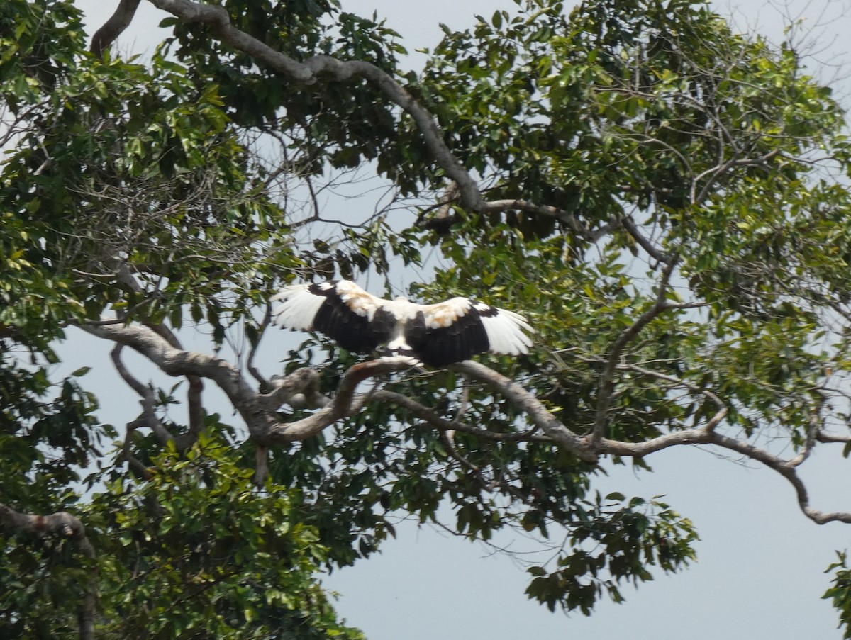 Palm-nut Vulture - ML614984513