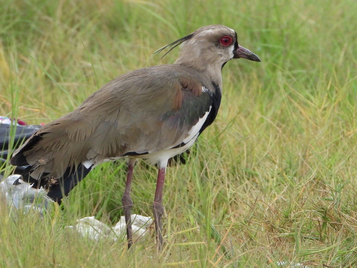 Southern Lapwing - ML614984542