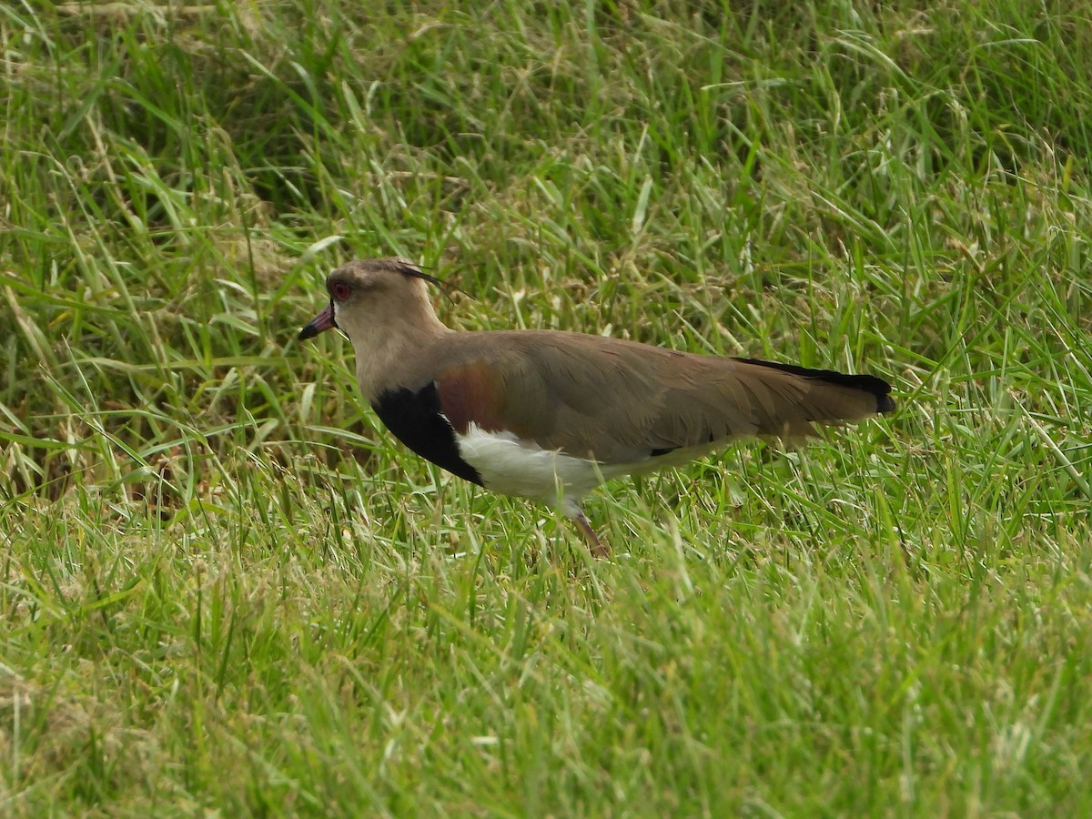 Southern Lapwing - ML614984543