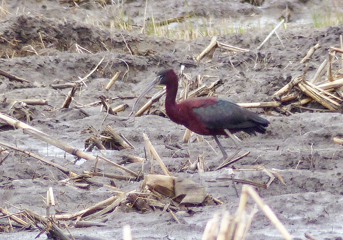 Glossy Ibis - ML614984554