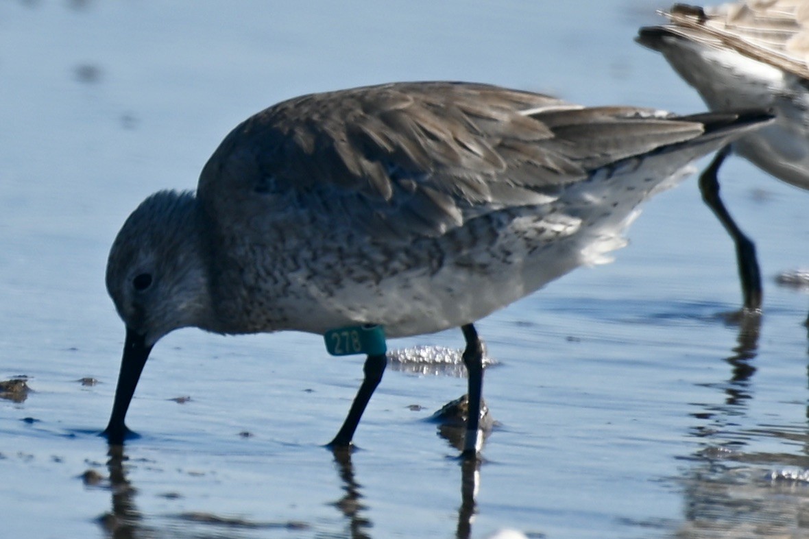 Red Knot - May All Your Blues Be Birds