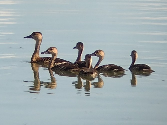 Wandering Whistling-Duck - ML614984597