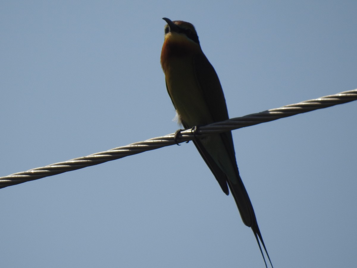 Blue-tailed Bee-eater - ML614984599