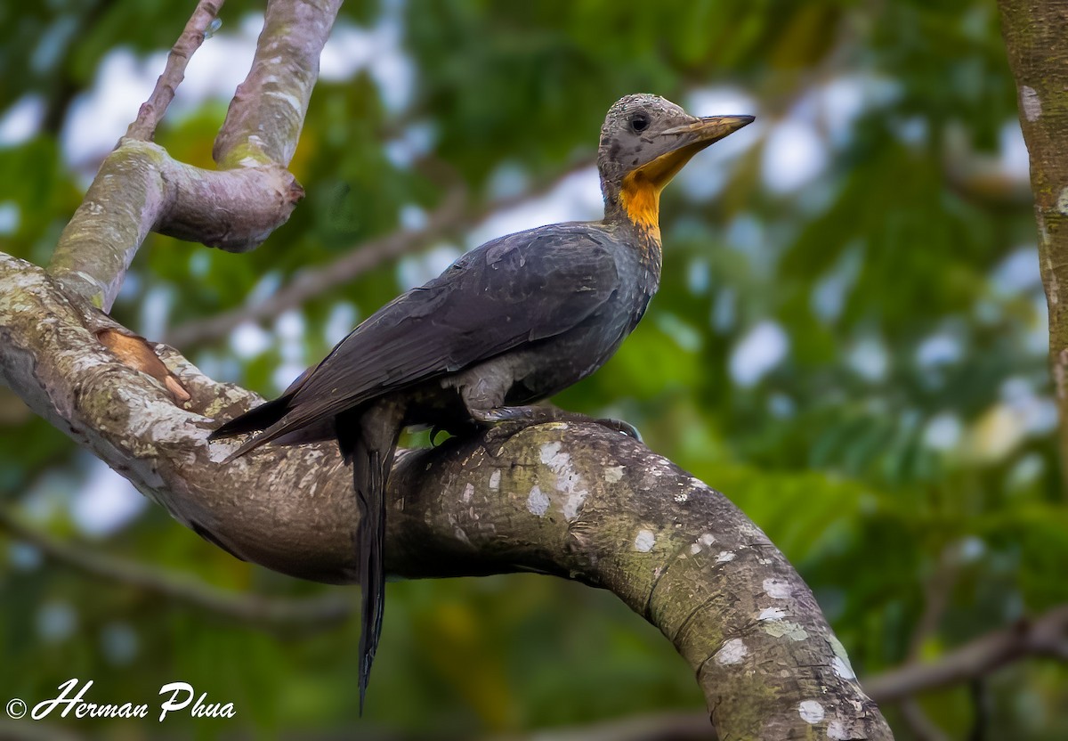 Great Slaty Woodpecker - ML614984634