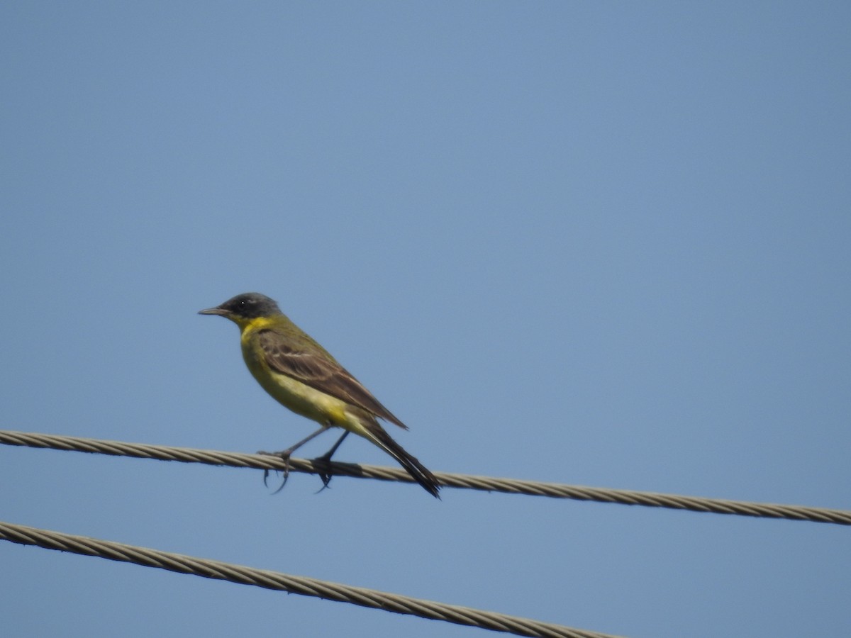 Western Yellow Wagtail - dineshbharath kv