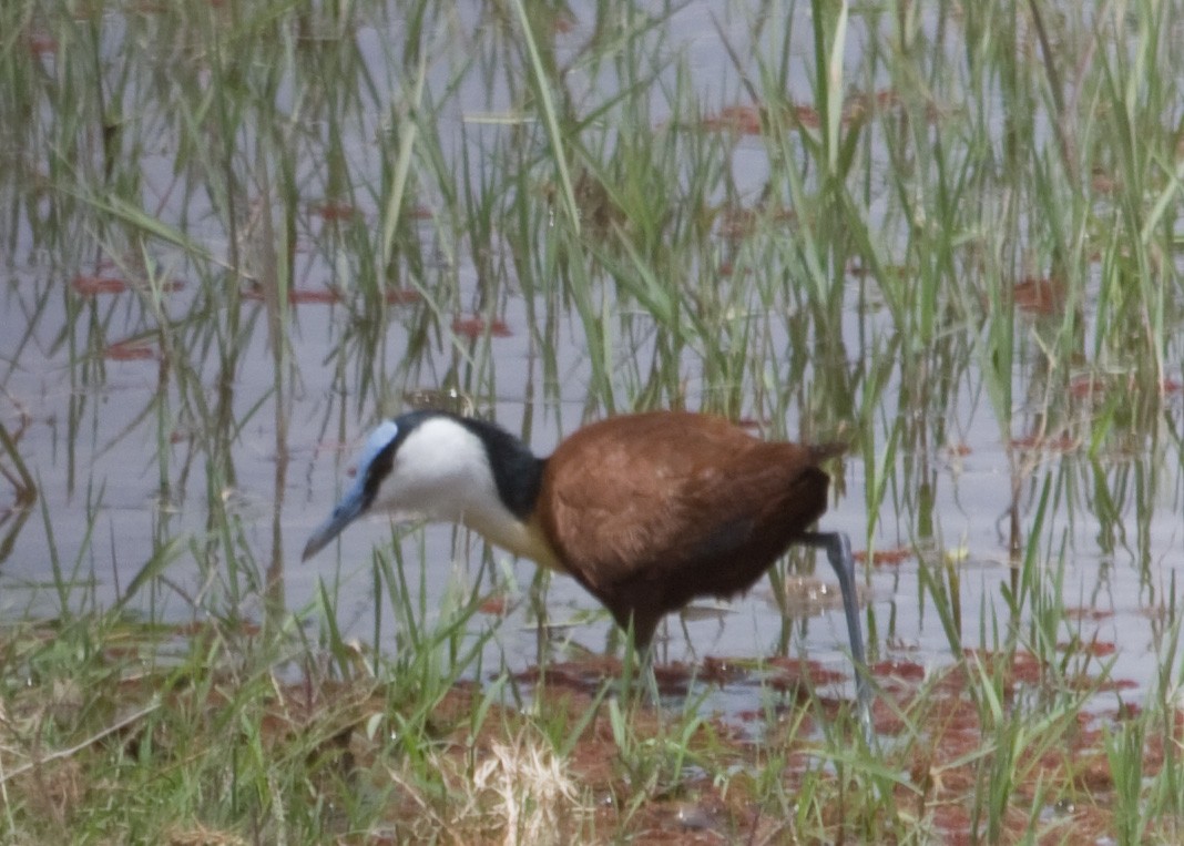 African Jacana - ML614984652