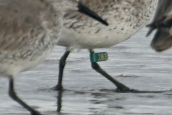 Red Knot - May All Your Blues Be Birds