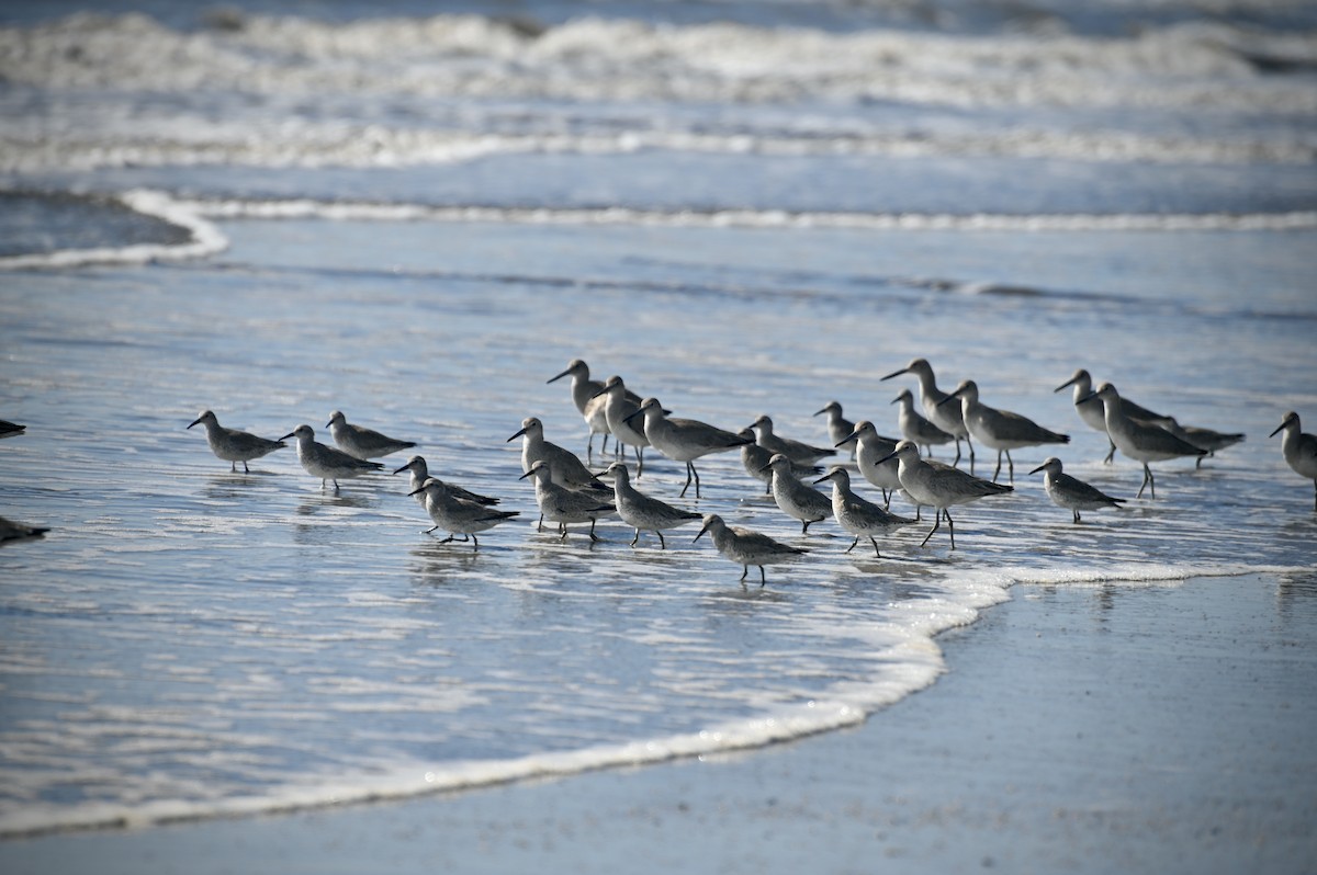 Red Knot - May All Your Blues Be Birds