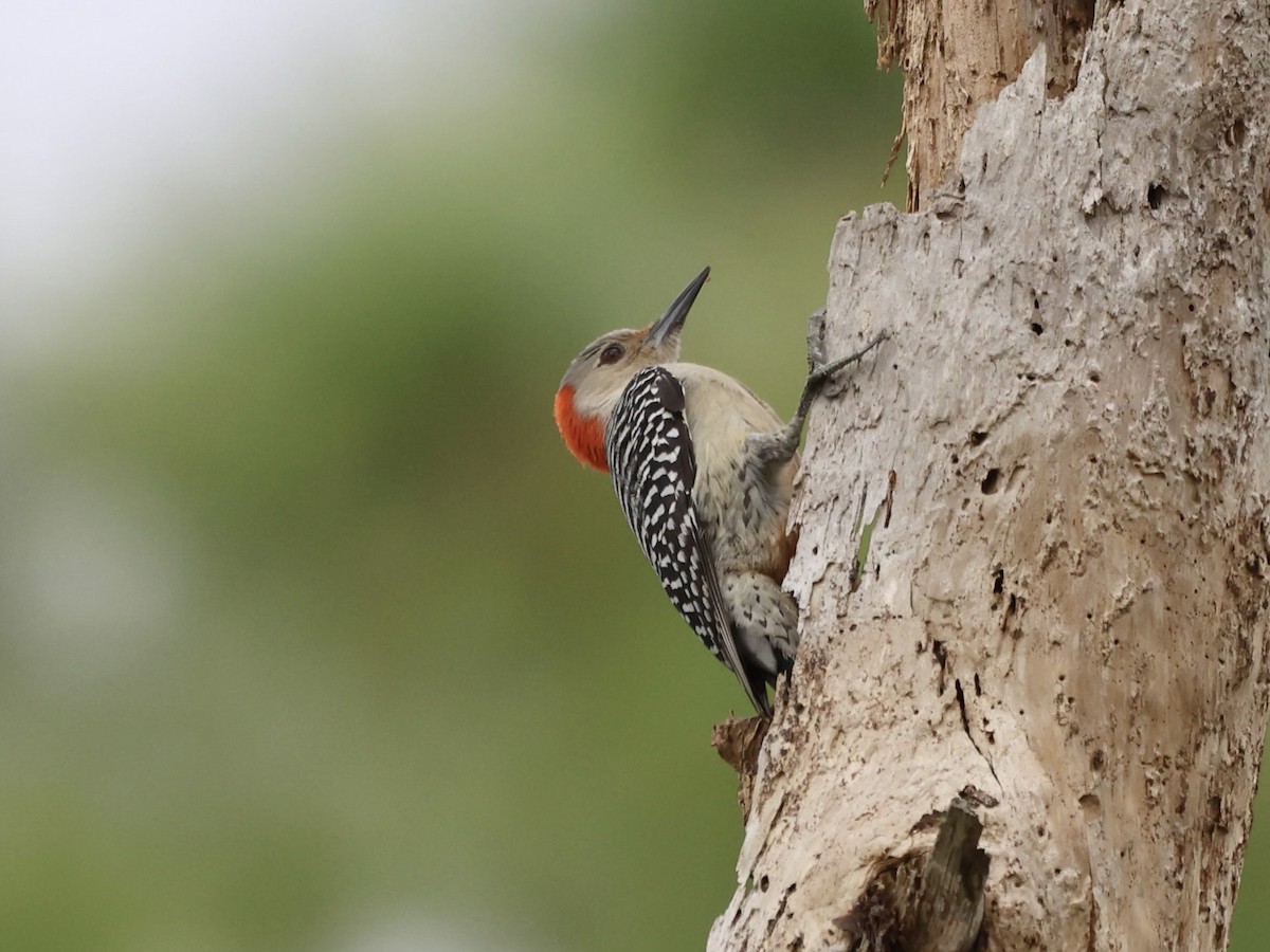Red-bellied Woodpecker - ML614984666