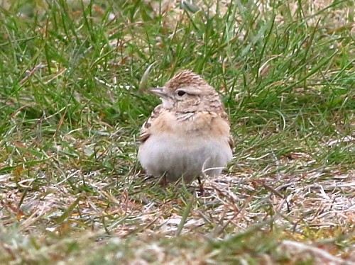 Greater Short-toed Lark - ML614984700