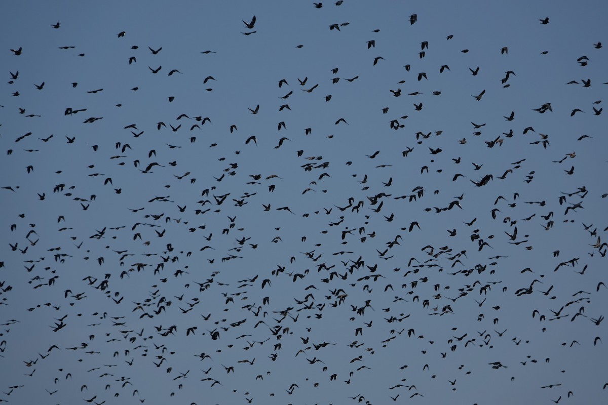 Brown-headed Cowbird - ML614984708