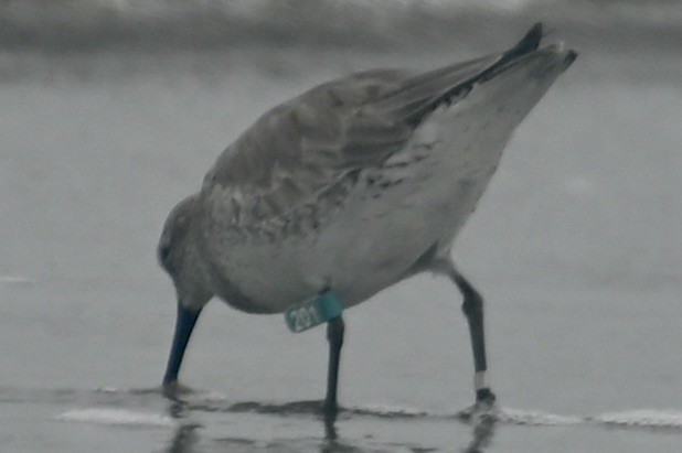 Red Knot - ML614984719