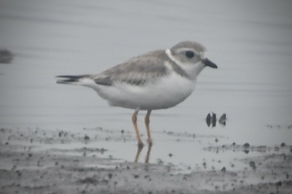 Piping Plover - ML614984737