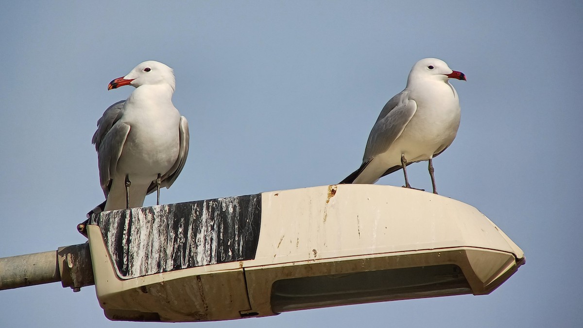 Audouin's Gull - ML614984751