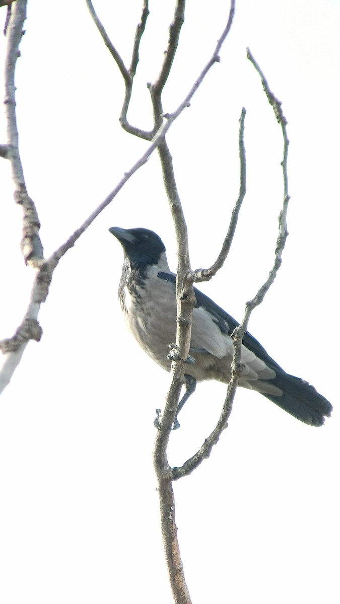 Hooded Crow - ML614984770