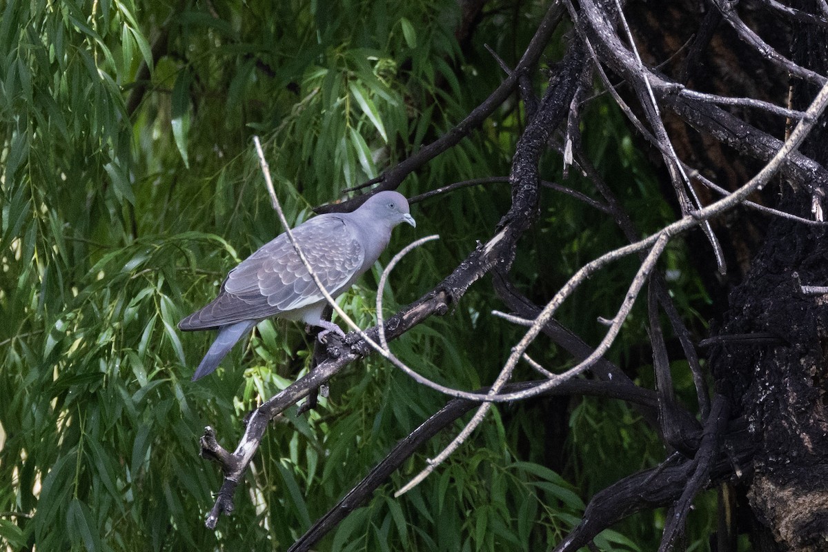 holub skvrnokřídlý (ssp. albipennis) - ML614984789