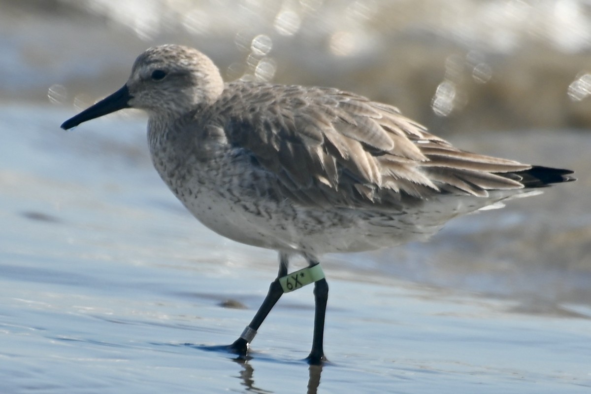 Red Knot - ML614984796