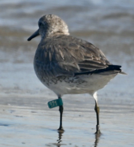 Red Knot - May All Your Blues Be Birds