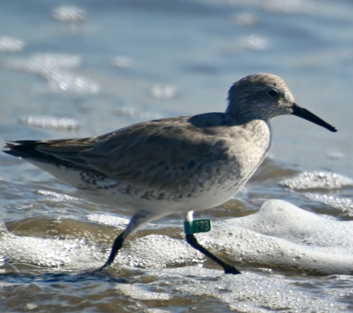 Red Knot - ML614984799