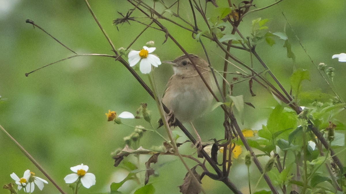 Zitting Cisticola (Double Zitting) - ML614984824