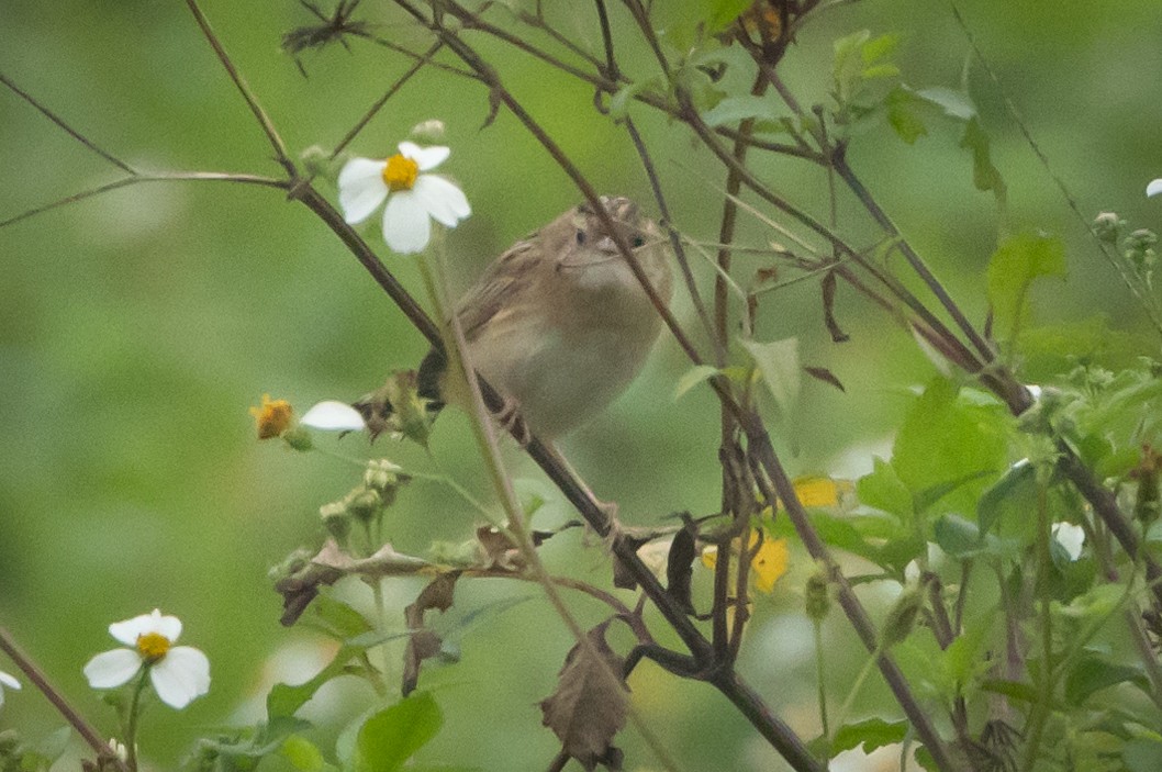 Zitting Cisticola (Double Zitting) - ML614984825