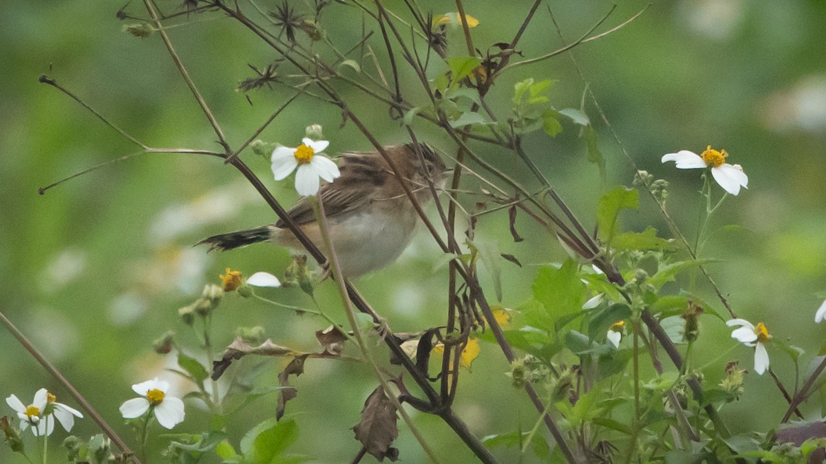 Zitting Cisticola (Double Zitting) - ML614984826