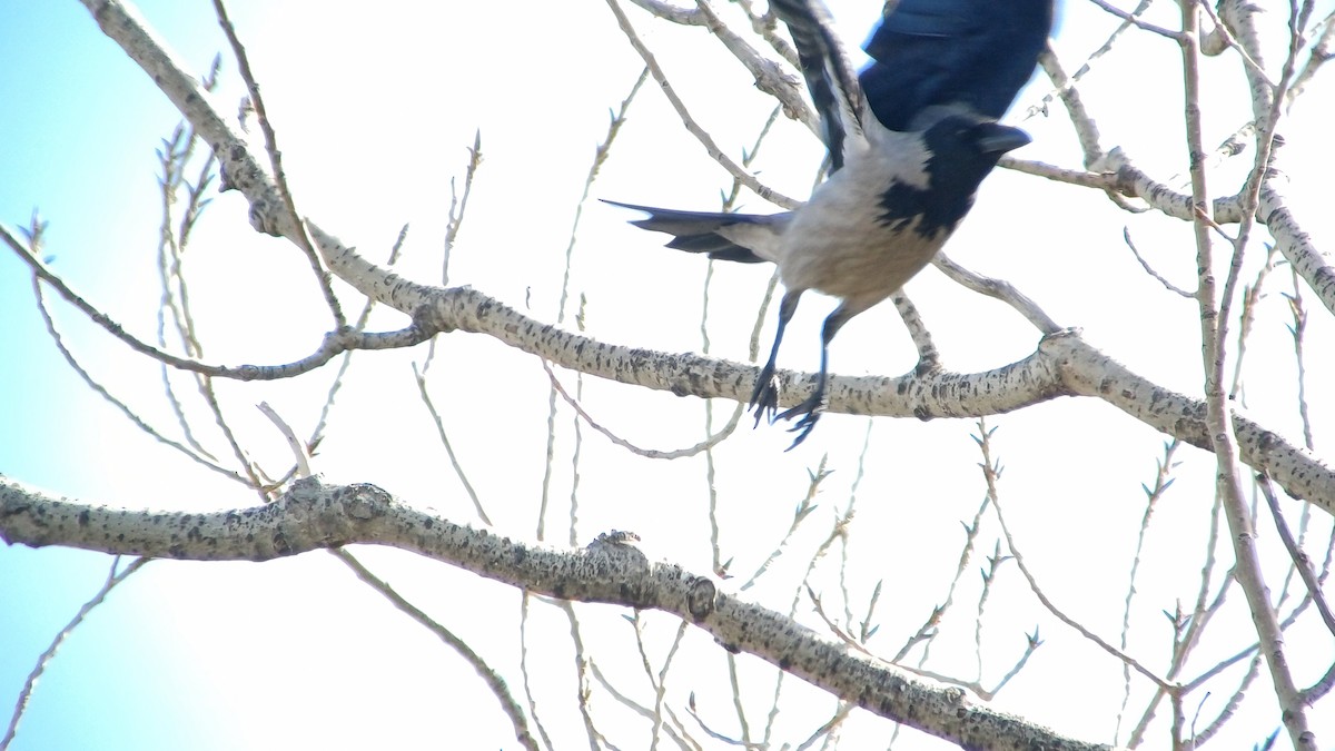 Hooded Crow - ML614984851