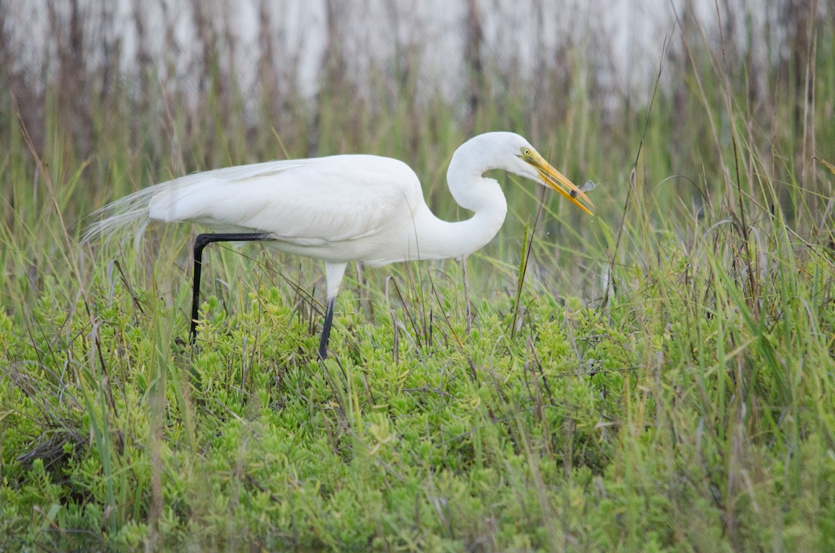 Great Egret - ML614984863