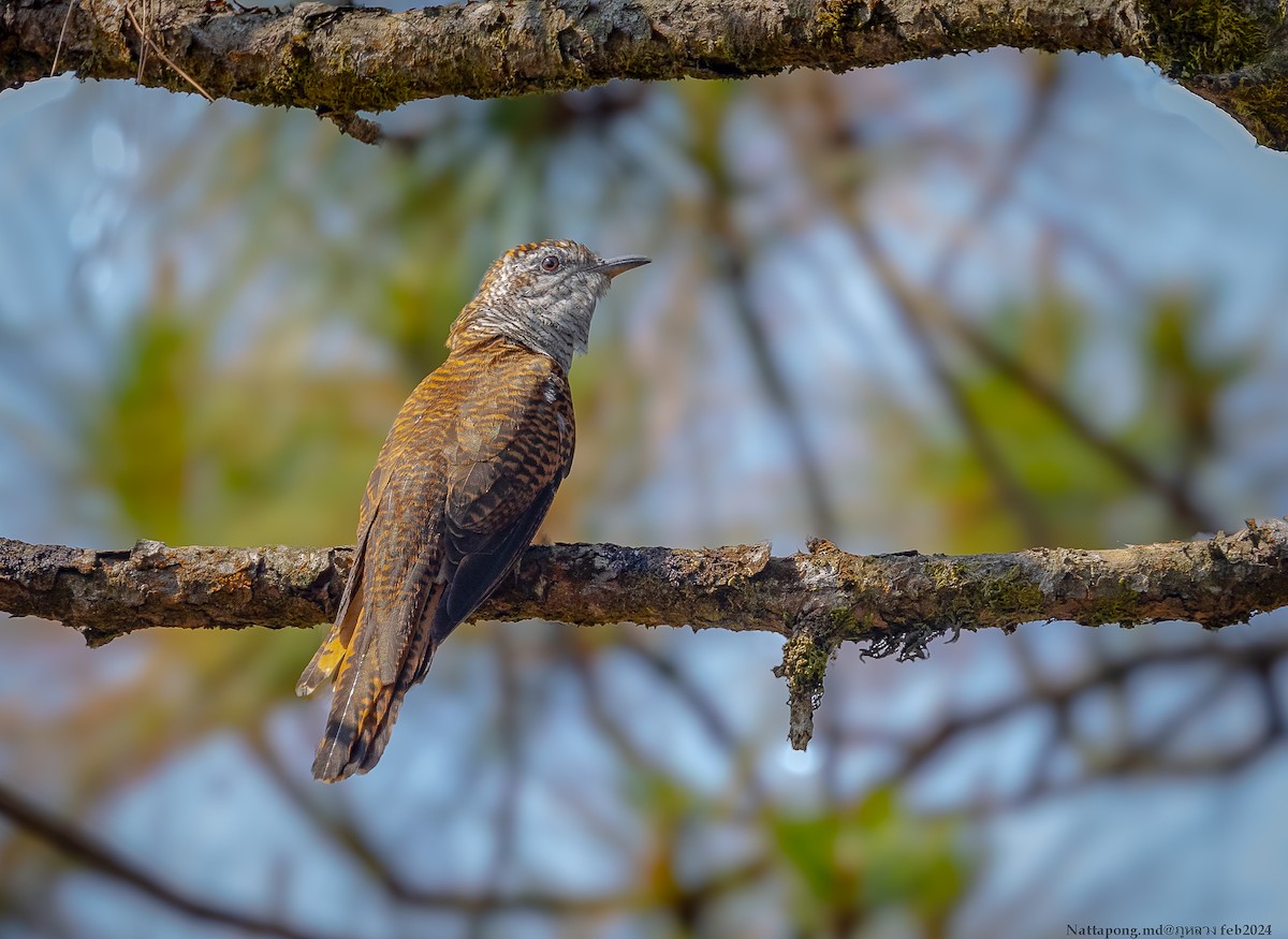 Banded Bay Cuckoo - Nattapong Banhomglin