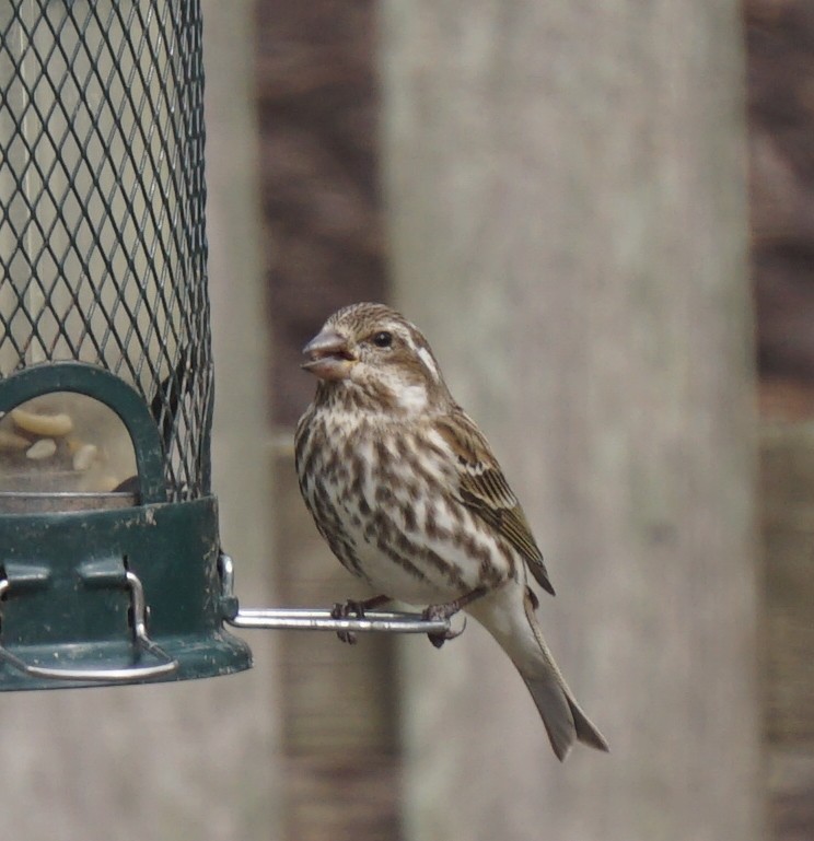 Purple Finch - ML614984909