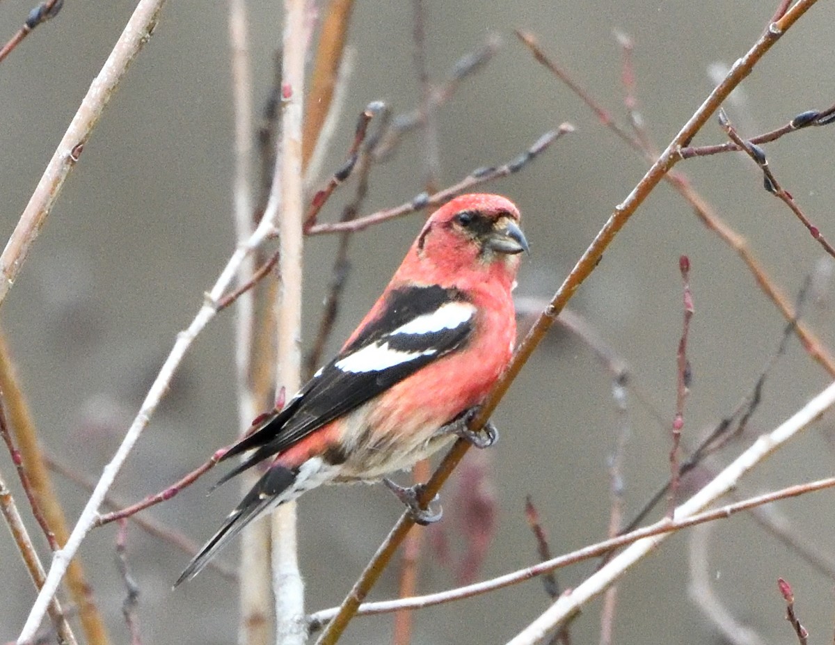 White-winged Crossbill - ML614984933