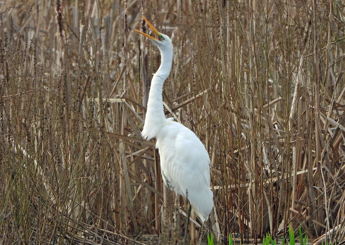 Great Egret - ML614984997